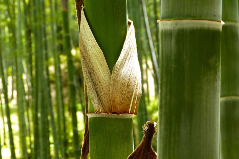 Bambus pflanzen und pflegen