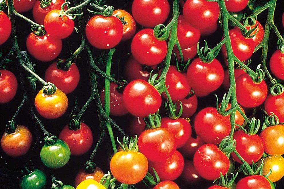 
				tomatensorten cherry kirschtomaten

			
