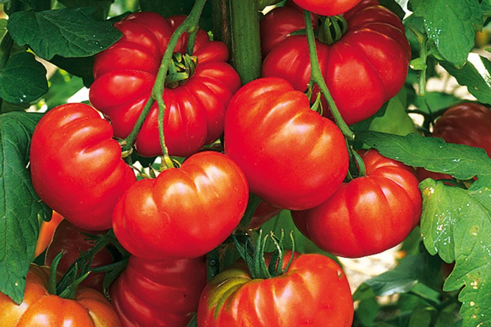 
				tomatensorten fleischtomaten

			