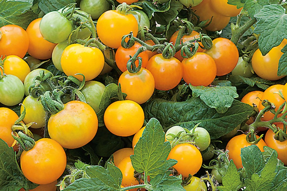 
				tomatensorten busch balkontomaten

			