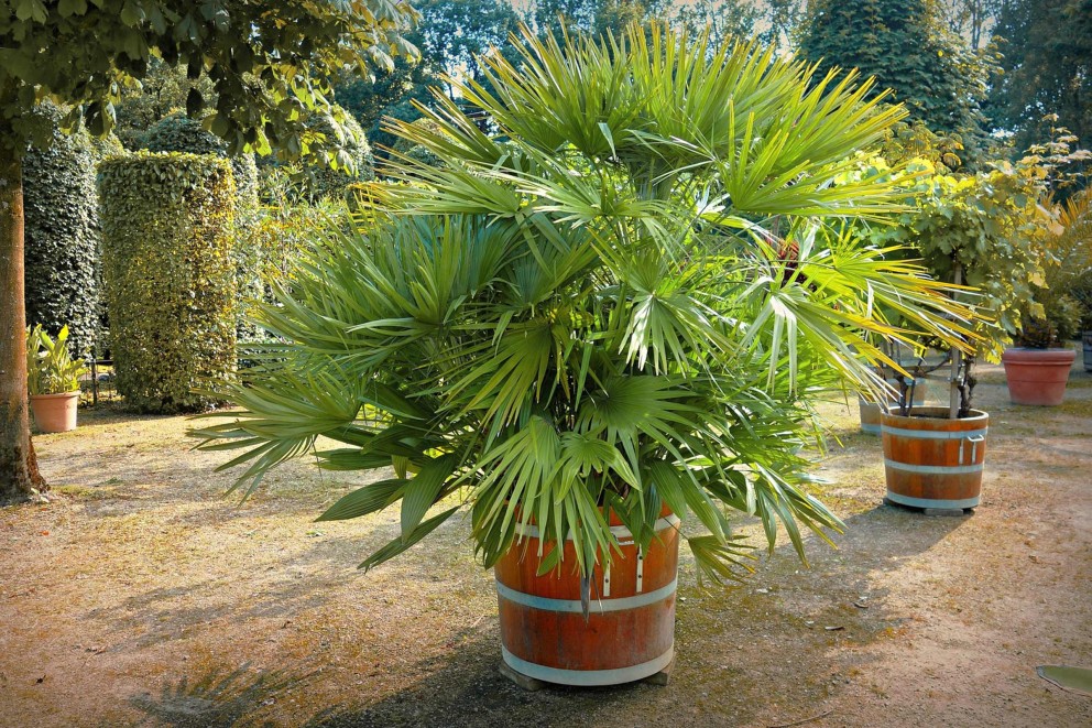 
			Mediterrane Kuebelpflanzen palme

		