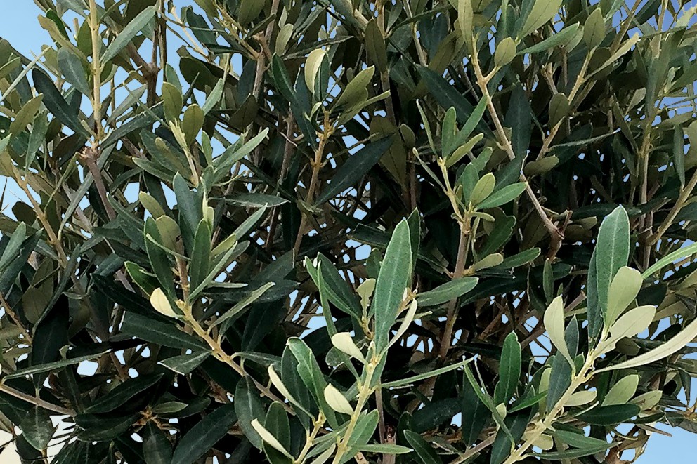 
			Olivenbaum Terrasse bepflanzen

		