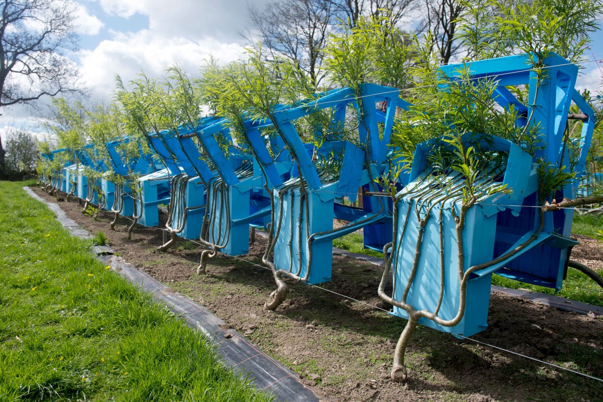 Gavin Munro steht bei seiner Stuhl Farm auf der er Bäume in Form von Stühlen wachsen lässt; 