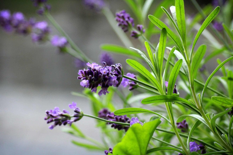 
			Mediterrane Kuebelpflanzen Bluehpfalnze Lavendel

		