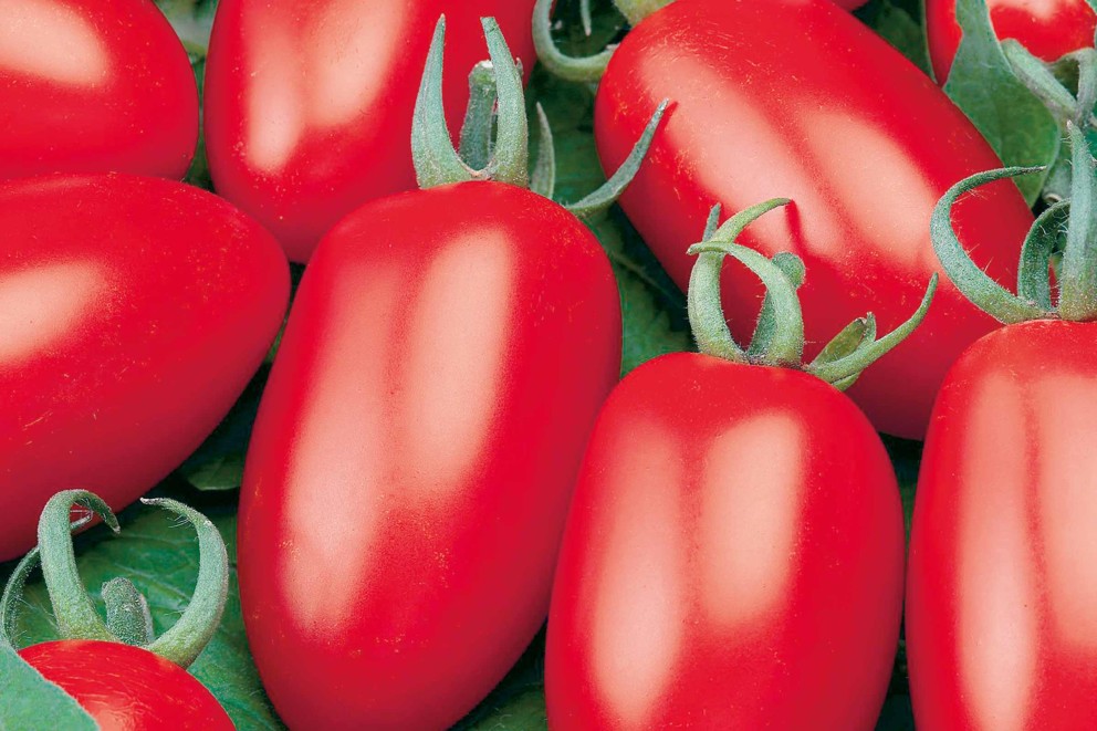 
				tomatensorten sanmarzano romatomaten

			
