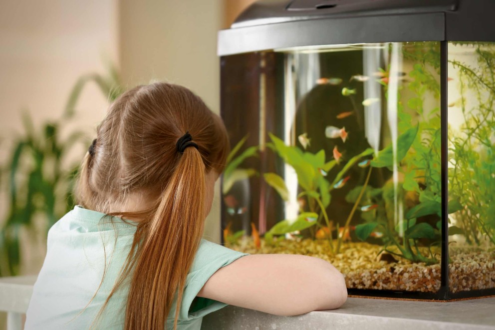Aquarium für Kinder
