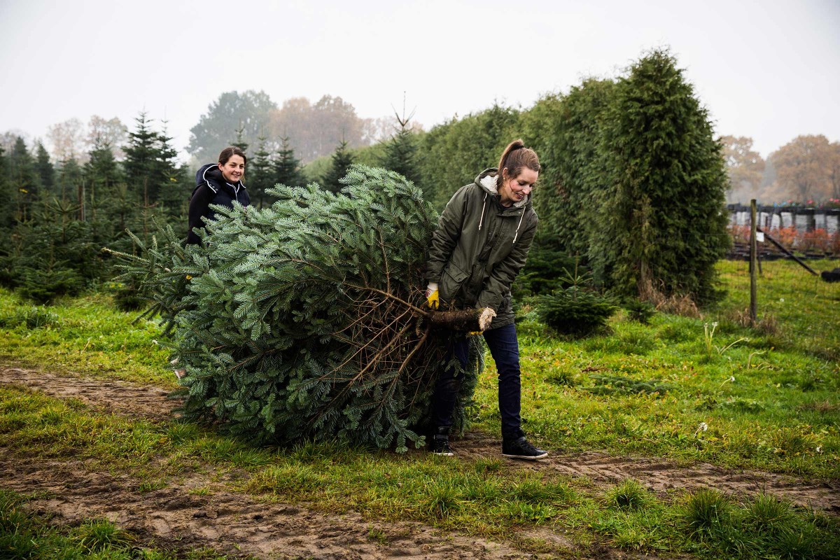 trägt gemeinsam mit Angela Oelkers vom „Hof Oelkers“ eine Nordmanntanne über das Feld des Weihnachtsbaumhofes in der Nähe von Hamburg. 