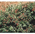 12 x Teppichmispel, Kriechmispel FloraSelf Cotoneaster dammeri radicans H 10-15 cm