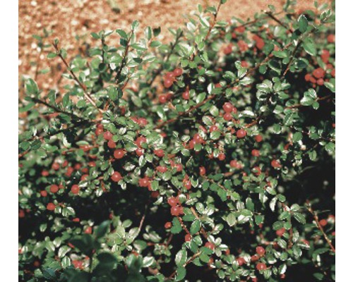 Teppichmispel, Kriechmispel FloraSelf Cotoneaster dammeri radicans H 10-15 cm