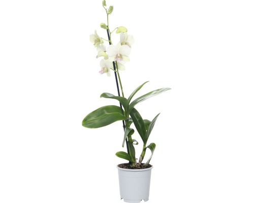 Dendrobie FloraSelf Dendrobium sanook 'Snow Jade' H 55-70 cm Ø 11 cm Topf 1 Rispe
