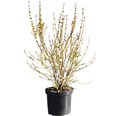 Goldglöckchen FloraSelf Forsythia intermedia 'Week End'® H 80-100 cm Co 10 L