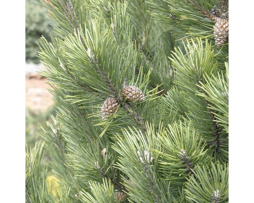 Strauch-Kiefer Botanico Pinus mugo 'Gnom' H 50-60 cm Co 10 L