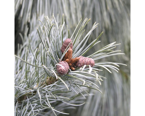 Blaue Mädchenkiefer Botanico Pinus parviflora 'Negishi' H 40-50 cm Co 10 L