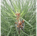 Säulen-Schwarzkiefer Botanico Pinus nigra 'Green Tower' H 50-60 cm Co 6 L