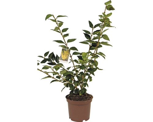 Goldglöckchen FloraSelf® Forsythia intermedia 'Goldrausch' 40-60 cm