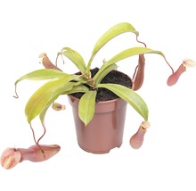 Kannenpflanze FloraSelf Nepenthes hybride H 15-20 cm Ø 9 cm Topf versch. Sorten-thumb-1