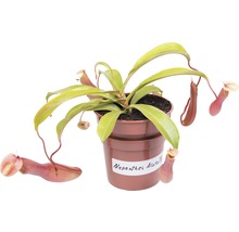 Kannenpflanze FloraSelf Nepenthes hybride H 15-20 cm Ø 9 cm Topf versch. Sorten-thumb-2