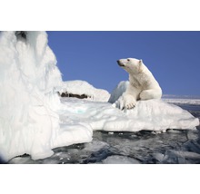Fototapete Papier 97335 Polar Bear 7-tlg. 350 x 260 cm-thumb-0