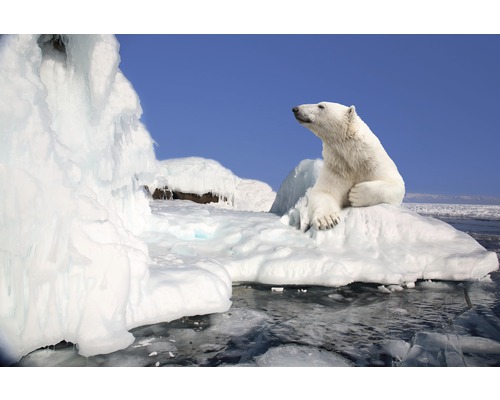 Fototapete Papier 97335 Polar Bear 7-tlg. 350 x 260 cm-0