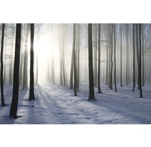 Fototapete Papier Misty Winter Forest 350 x 260 cm-thumb-0