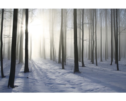 Fototapete Papier Misty Winter Forest 350 x 260 cm-0