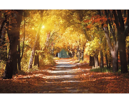 Fototapete Vlies 18315 Alley in the Autumn Park 7-tlg. 350 x 260 cm