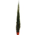 Mittelmeer-Zypresse 'Pyramidalis' FloraSelf Cupressus sempervierens 'Pyramidalis' H 160-180 cm Co 15 L