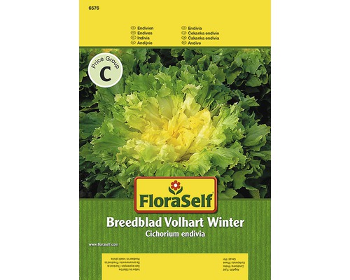 Endivie ‘Breedblad‘ FloraSelf samenfestes Saatgut Gemüsesamen