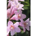 Weigelie FloraSelf Weigela florida 'Pink Poppet' H 40-50 cm Co 5 L
