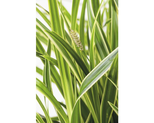 Weißbunte Segge FloraSelf Carex oshimensis 'Everest' H 5-30 cm Co 3 L