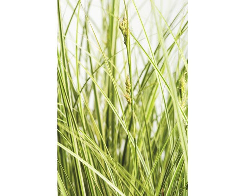 Buntblättrige Garten-Segge FloraSelf Carex brunnea 'Aureovariegata' H 5-20 cm Co 3 L