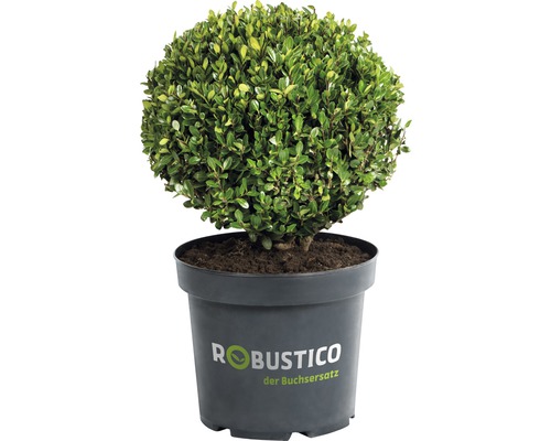 Buchsbaum-Alternative Ilex crenata 'Robustico' Kugel 30 cm