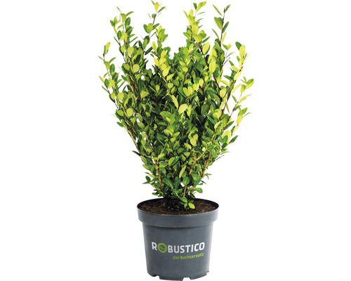Buchsbaum-Alternative Ilex crenata 'Robustico' 20/30 cm im 2 Liter Topf