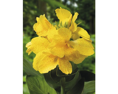 Blumenrohr FloraSelf Canna indica H 20-50 cm Co 3 L gelb