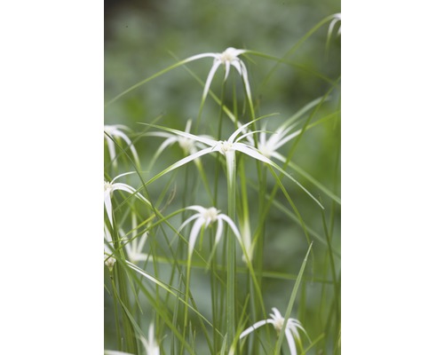 Star Grass FloraSelf Dichromena colorata H 10-50 cm Co 0,6 L