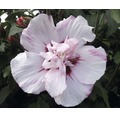 Laubstrauch Eibisch/Hibiscus 'Speciosus' ca 40 cm