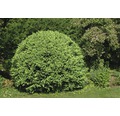 Buchsbaum/Buxus sempervirens 30/40 cm
