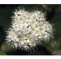Laubstrauch Zwerg-Spiere/Spiraea betulifolia 'Tor' 20/30 cm