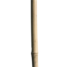 Bambusstab 210 cm 18/20 mm, natur-thumb-0