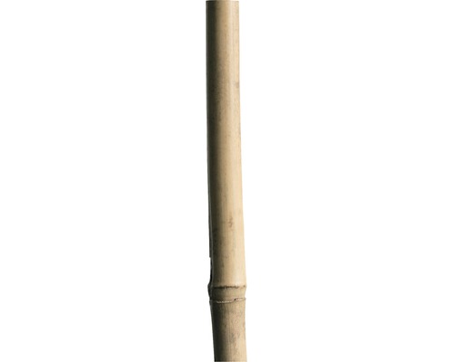 Bambusstab 210 cm 18/20 mm, natur