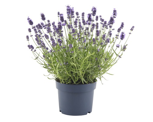 Lavendel FloraSelf Lavandula angustifolia 'Felice' H 20-30 cm Ø 17 cm Topf