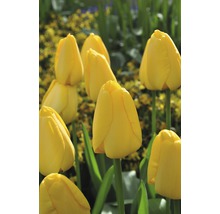 Blumenzwiebel FloraSelf Tulpe Triumph ‘Strong Gold' 10 Stk.-thumb-5