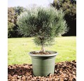 Blaue Waldkiefer Stämmchen FloraSelf Pinus sylvestris 'Watereri' H 40 cm Co 10 L