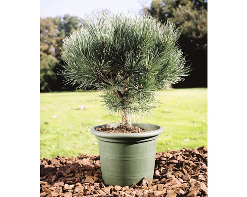 Blaue Waldkiefer Stämmchen FloraSelf Pinus sylvestris 'Watereri' H 40 cm Co 10 L