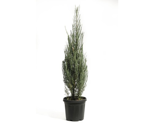 Säulenwacholder FloraSelf Juniperus scopulorum 'Blue Arrow' H 100-125 cm Co 12 L