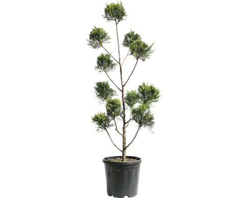 Englische Zypresse PonPon FloraSelf Cupressocyparis leylandii H 100-125 cm