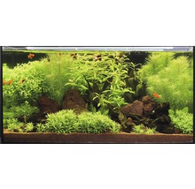 Aquarien-Wasserpflanzenpaket L "Wild Jungle" für ca. 80 l Aquarium 15 Töpfe-thumb-1
