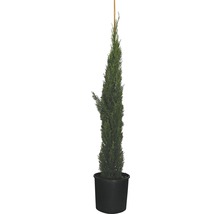 Mittelmeer-Zypresse 'Totem' FloraSelf Cupressus sempervirens 'Totem' H 125-150 cm Co 12 L-thumb-0