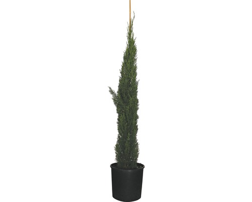 Mittelmeer-Zypresse 'Totem' FloraSelf Cupressus sempervirens 'Totem' H 125-150 cm Co 12 L