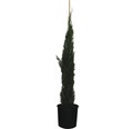 Mittelmeer-Zypresse 'Totem' FloraSelf Cupressus sempervirens 'Totem' H 150-170 cm Co 18 L